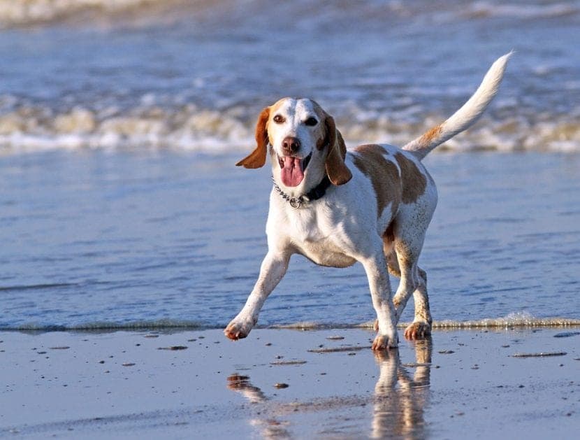 Temps d’exercice idéal pour votre chien : conseils par âge, taille et race