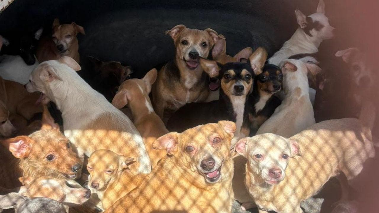 Rescue de 50 chiens abandonnés et maltraités à Monterrey : un appel à la compassion animale