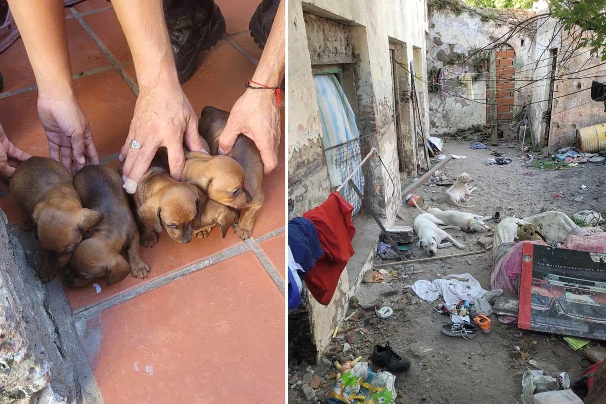 Sauvetage de 11 chiens et d’un lapin dans un élevage illégal : une histoire de compassion animale