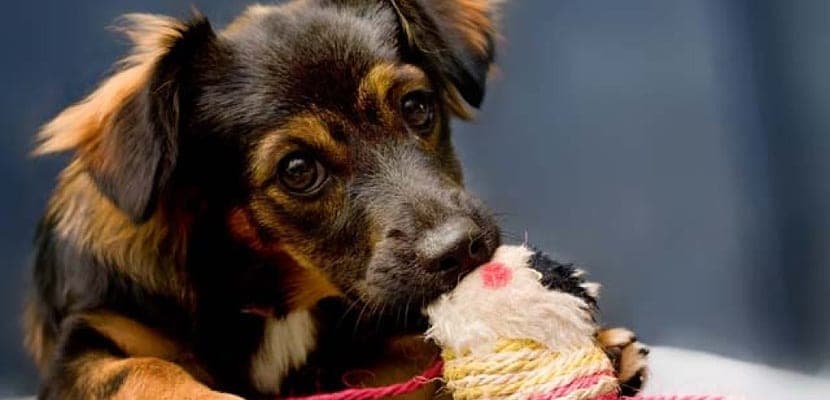 Évitez que votre chien mâche vos chaussures et d’autres objets de la maison : conseils pratiques pour chiens bien éduqués.
