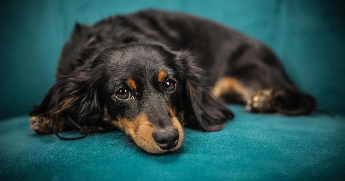 Comment les chiens améliorent la qualité de l’air intérieur chez vous