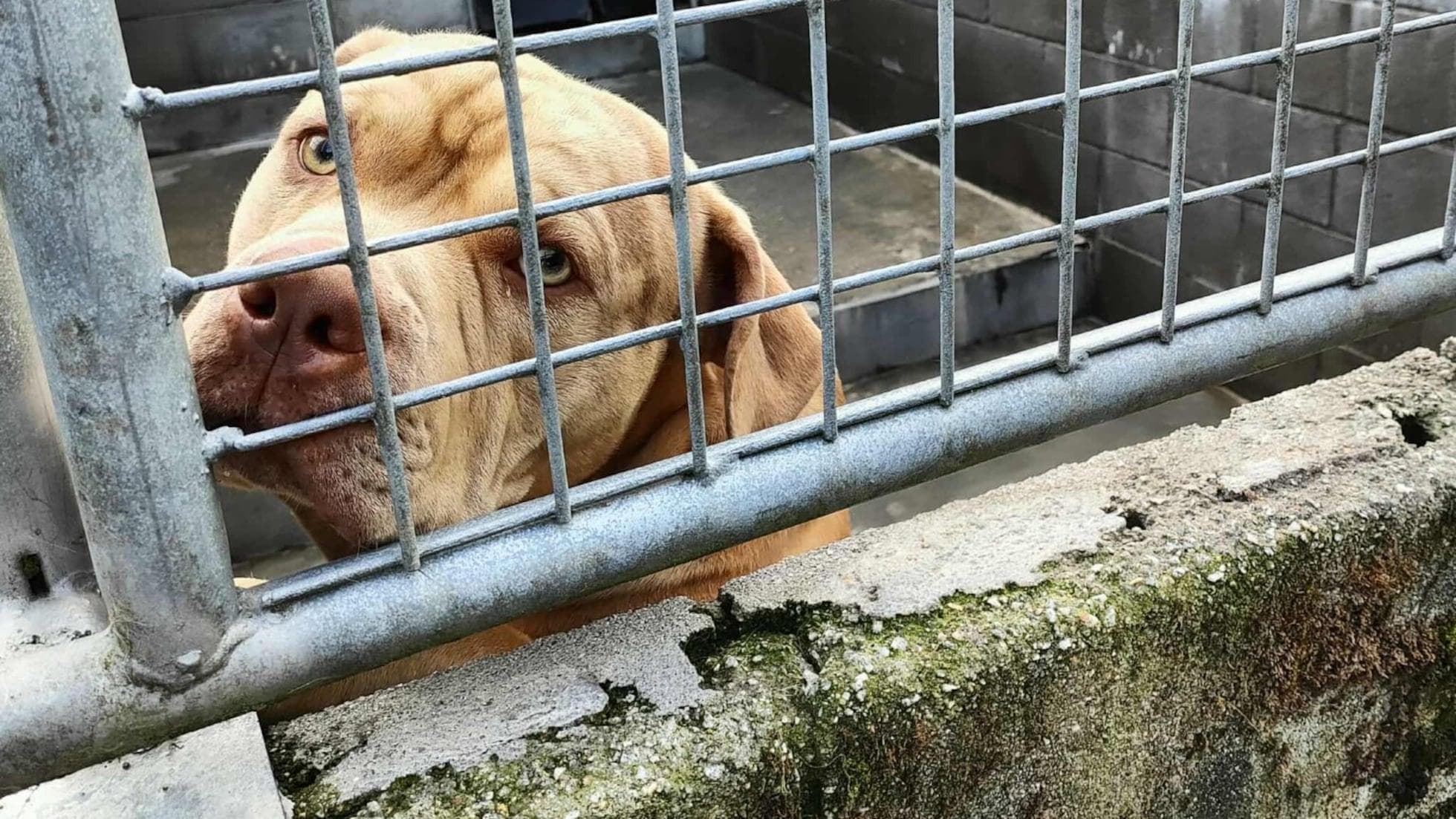 Enquête à Palencia : un homme sous le choc après le sacrifice tragique de son chien suite à une attaque mortelle