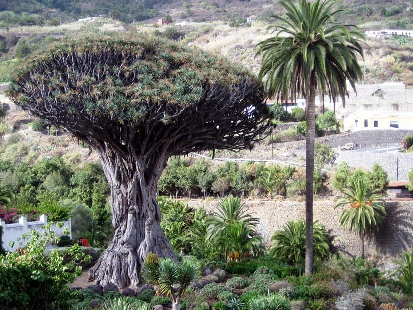 Escapade à Tenerife : excursions incontournables depuis Santa Cruz et Puerto de la Cruz
