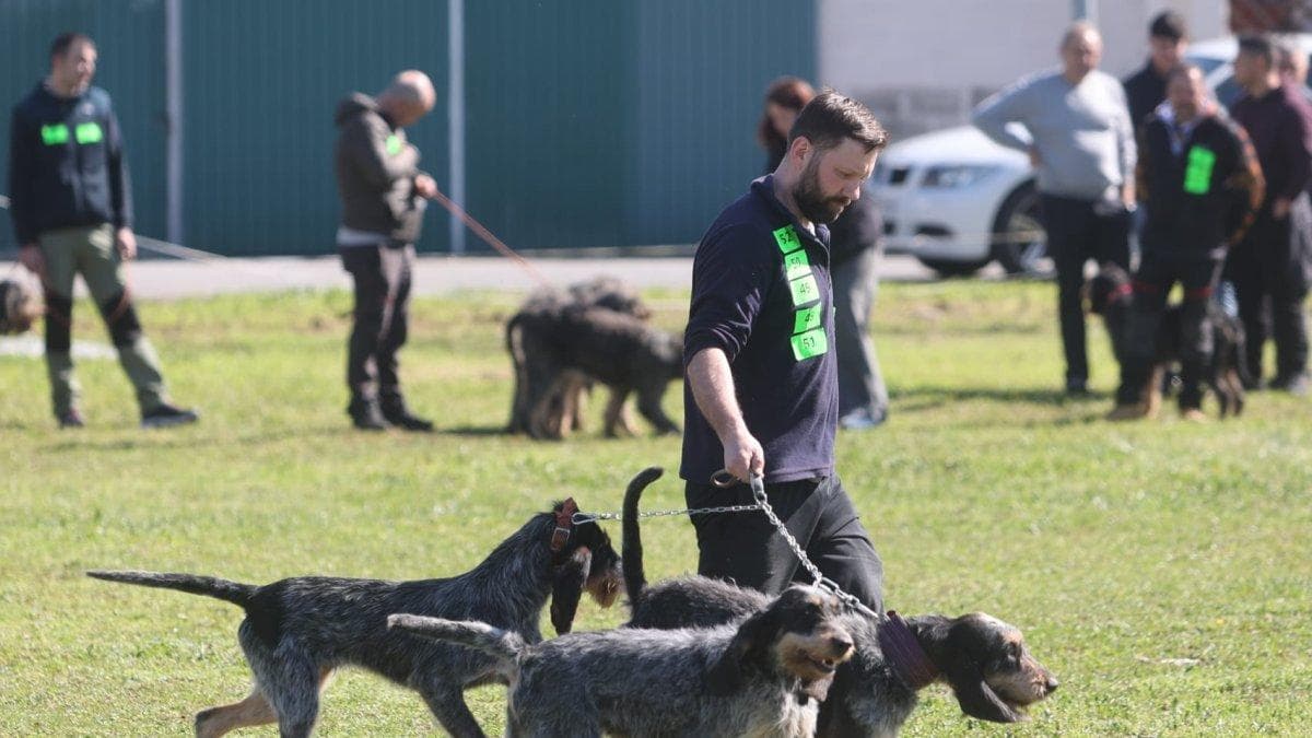 Feria de perros de caza à Camponaraya : le rendez-vous incontournable pour les passionnés de chasse en El Bierzo
