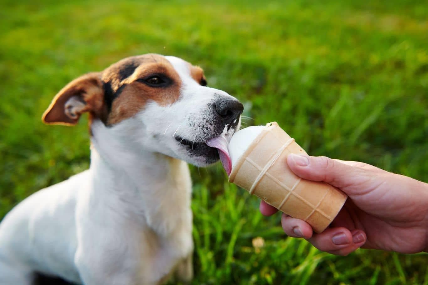 La tendance pet-friendly qui ravit les terrasses et les glaciers : des moments à partager avec votre compagnon à quatre pattes