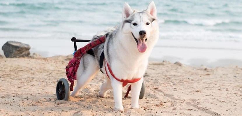 L’histoire touchante de Maya, husky souriante en fauteuil roulant, qui inspire le monde entier