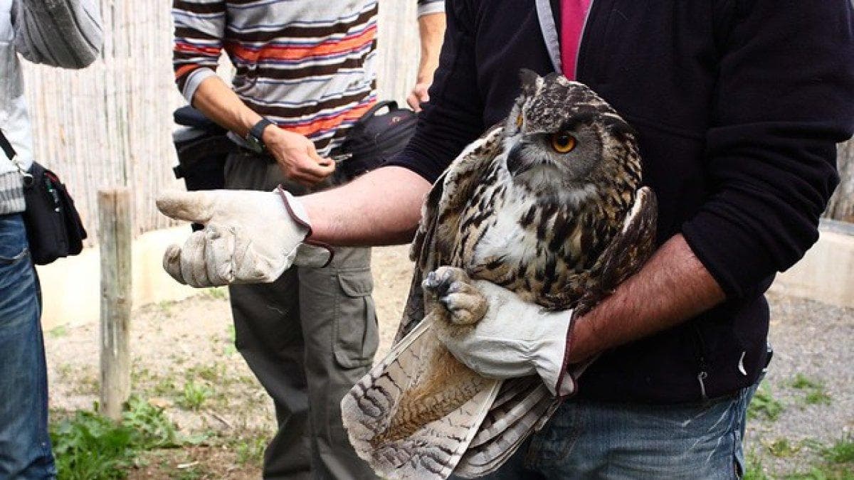 El centro de fauna salvaje de El Saler accueille un nombre croissant d’animaux blessés.