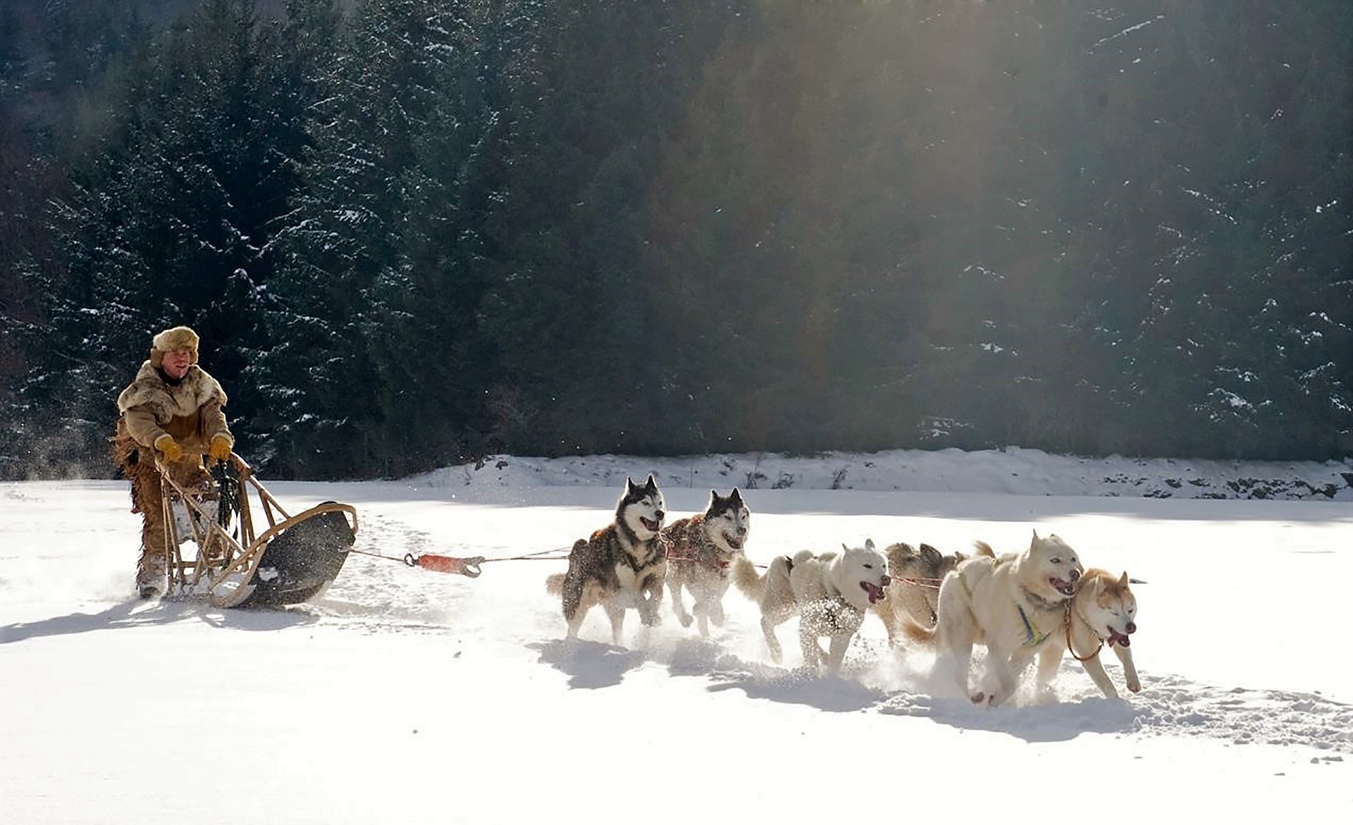 chien de traineaux