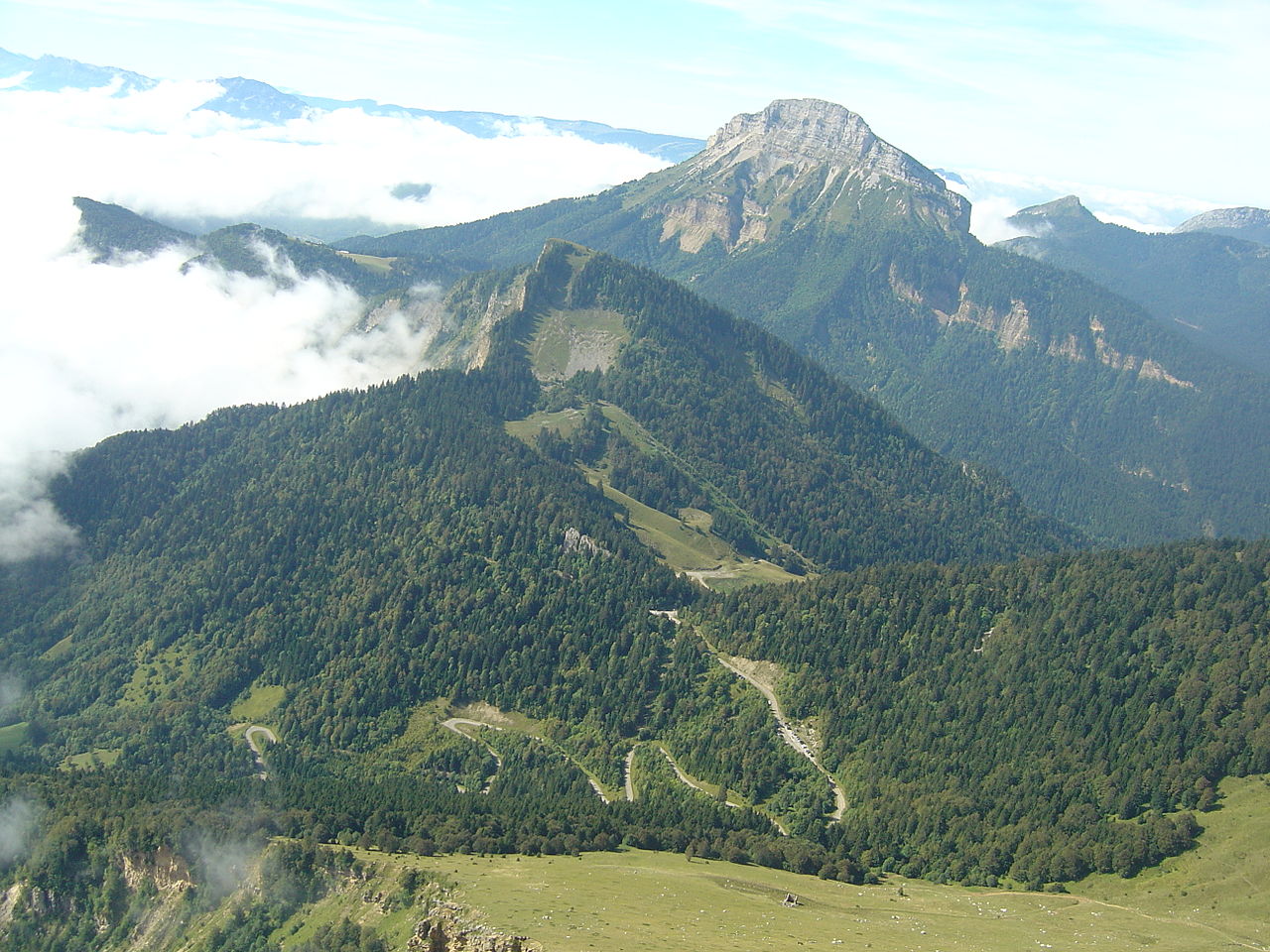 forêt forêt