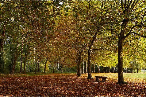 forêt forêt
