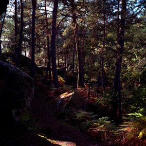 forêt forêt