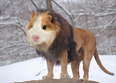 Et... un lion avec tête de souris ?