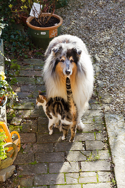 Comme chien et chat