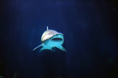 Requin 1
