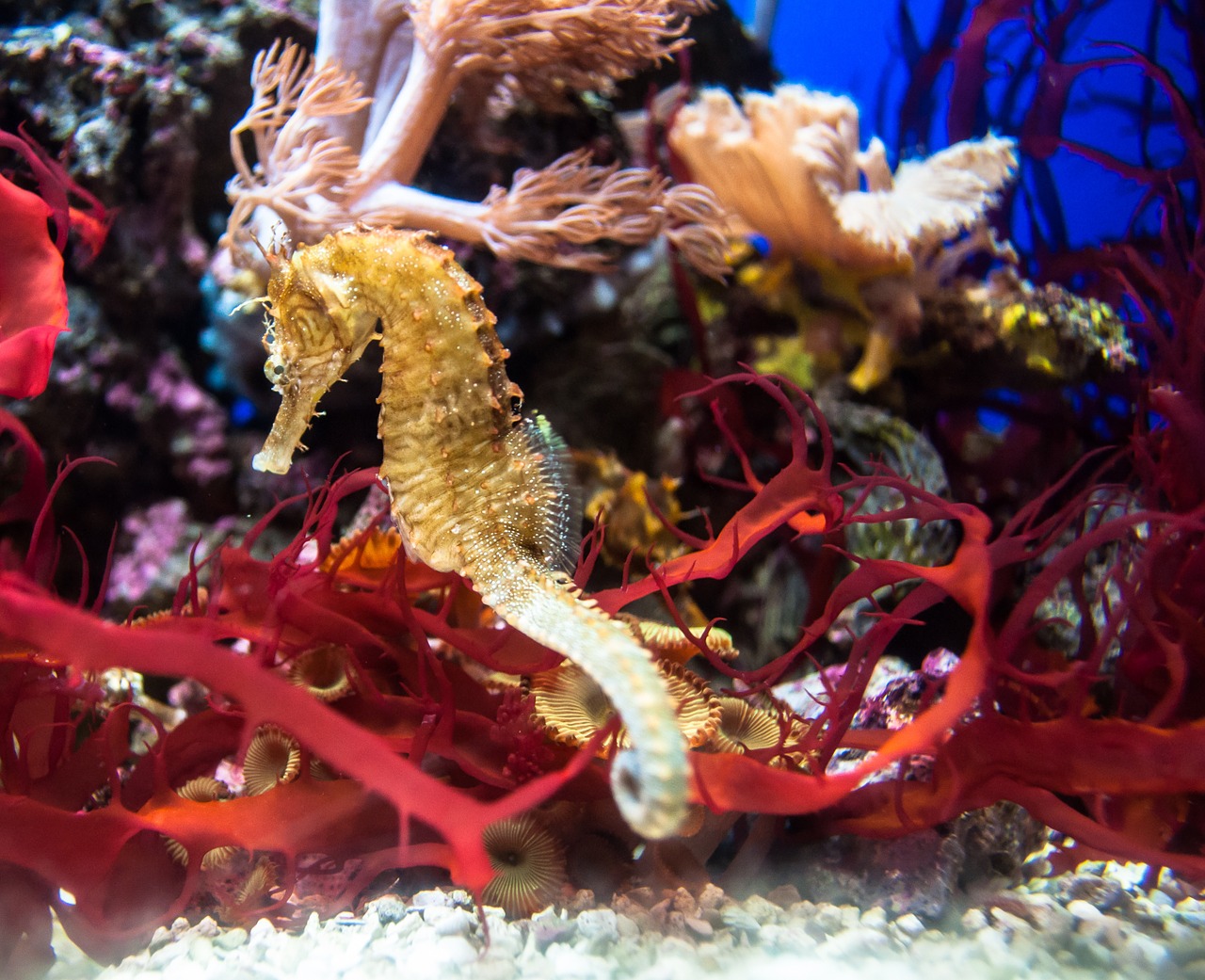 Venez plonger dans L’Aquarium de la Rochelle - plare. red 1283776 1280 - plare.