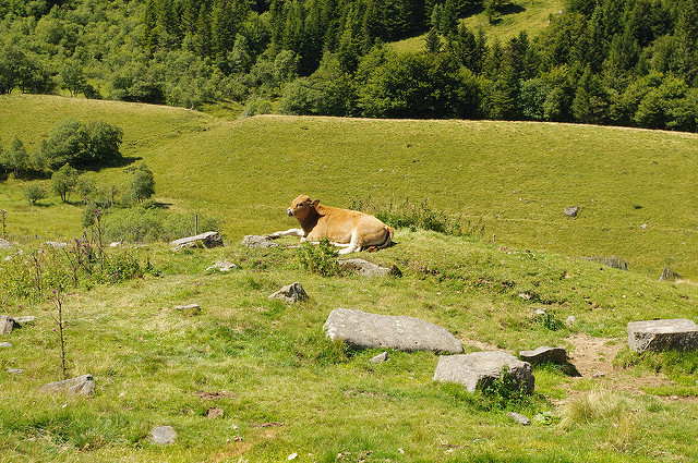 Top 8 des clichés sur l’Auvergne les Auvergnats ! - plare. Perdu en Auvergne