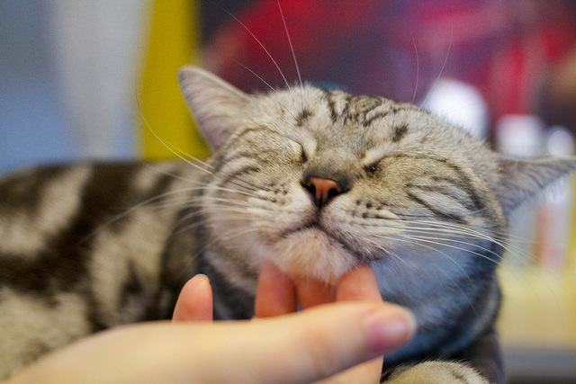 Café des chats