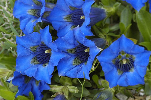 Fleur de gentiane