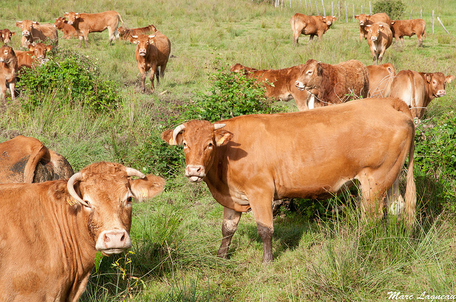 Le limousin a du chien ! - plare. Vache limousine