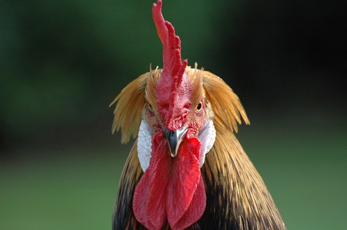 Poule