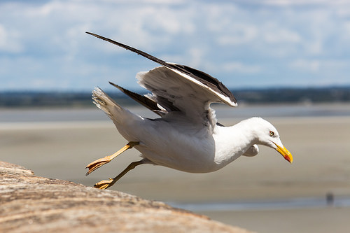 mouette