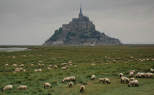 moutons