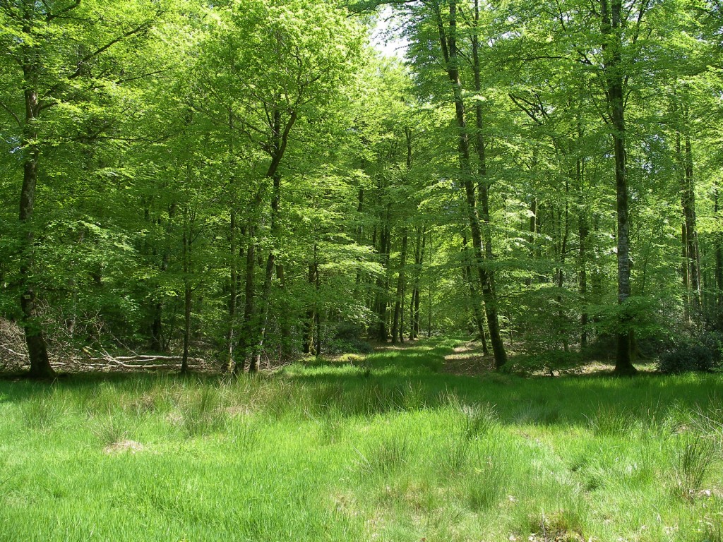 Foret
