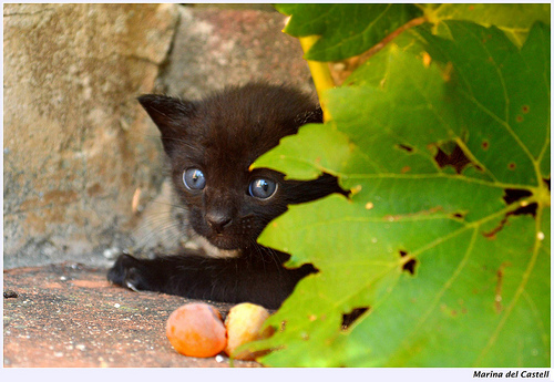 chaton