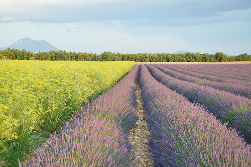 Photo de Alpes de Haute Provence