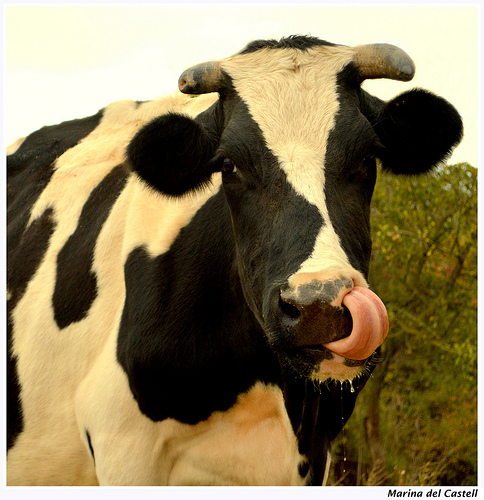 vache