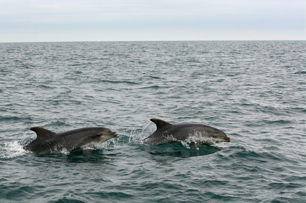 Où sortir en Bretagne ? - plare. Dauphins