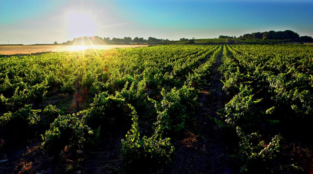 Partez en vacances dans le Languedoc-Roussillon, culture et soleil au rendez-vous ! - plare. languedoc vignes