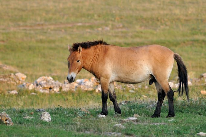 Que faire lors de votre séjour en Midi-Pyrénées ? - plare. Cheval de Przewalski dans les Causse - Jean-Jacques Boujot