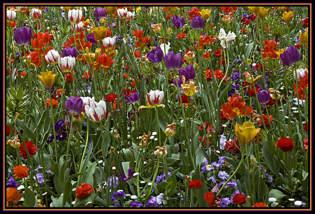 Luchon, la commune floral - plare. Crédit Photo Flickr - digital cat