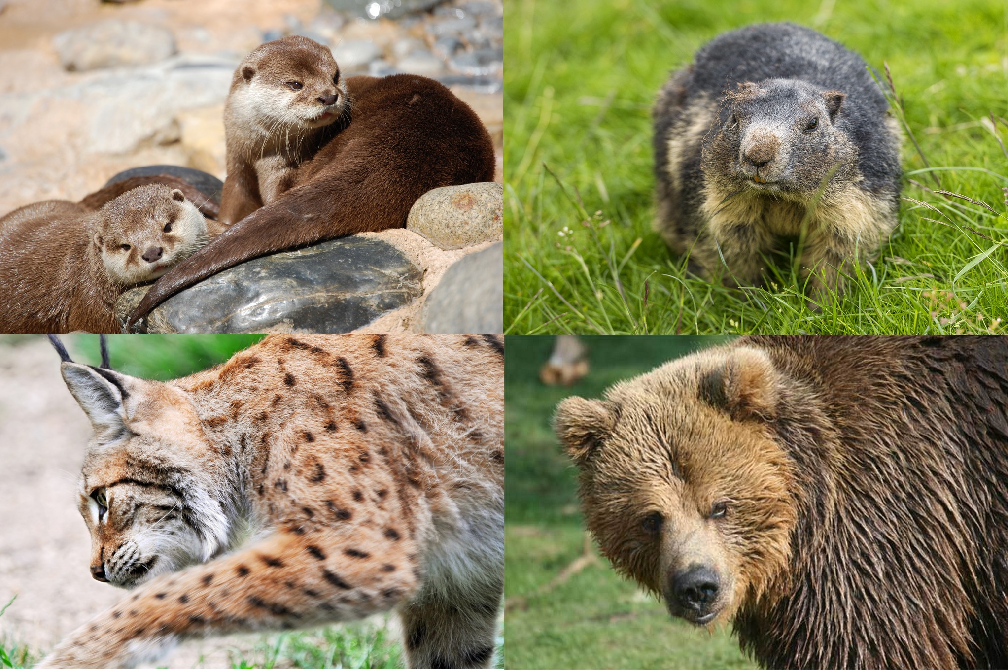 Luchon, la commune floral - plare. animaux
