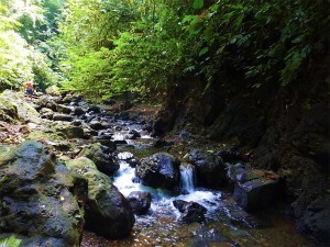 osa-costa-rica