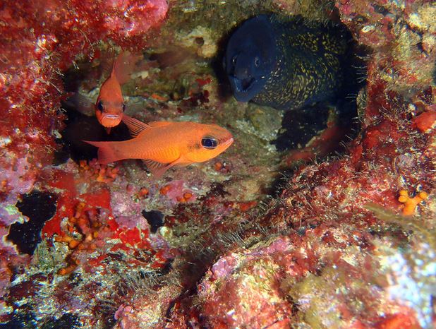 Vacances en amoureux à Estartit, où sortir en couple ? - plare. 4 - faune aquatique