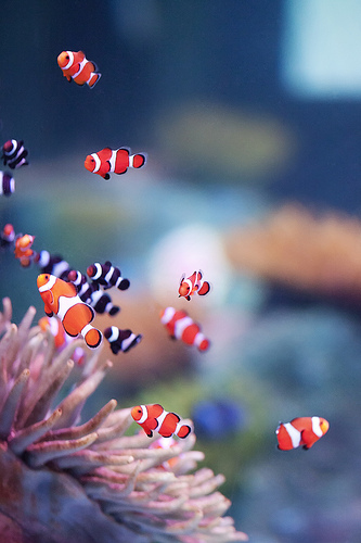 que faire Saint-Malo aquarium