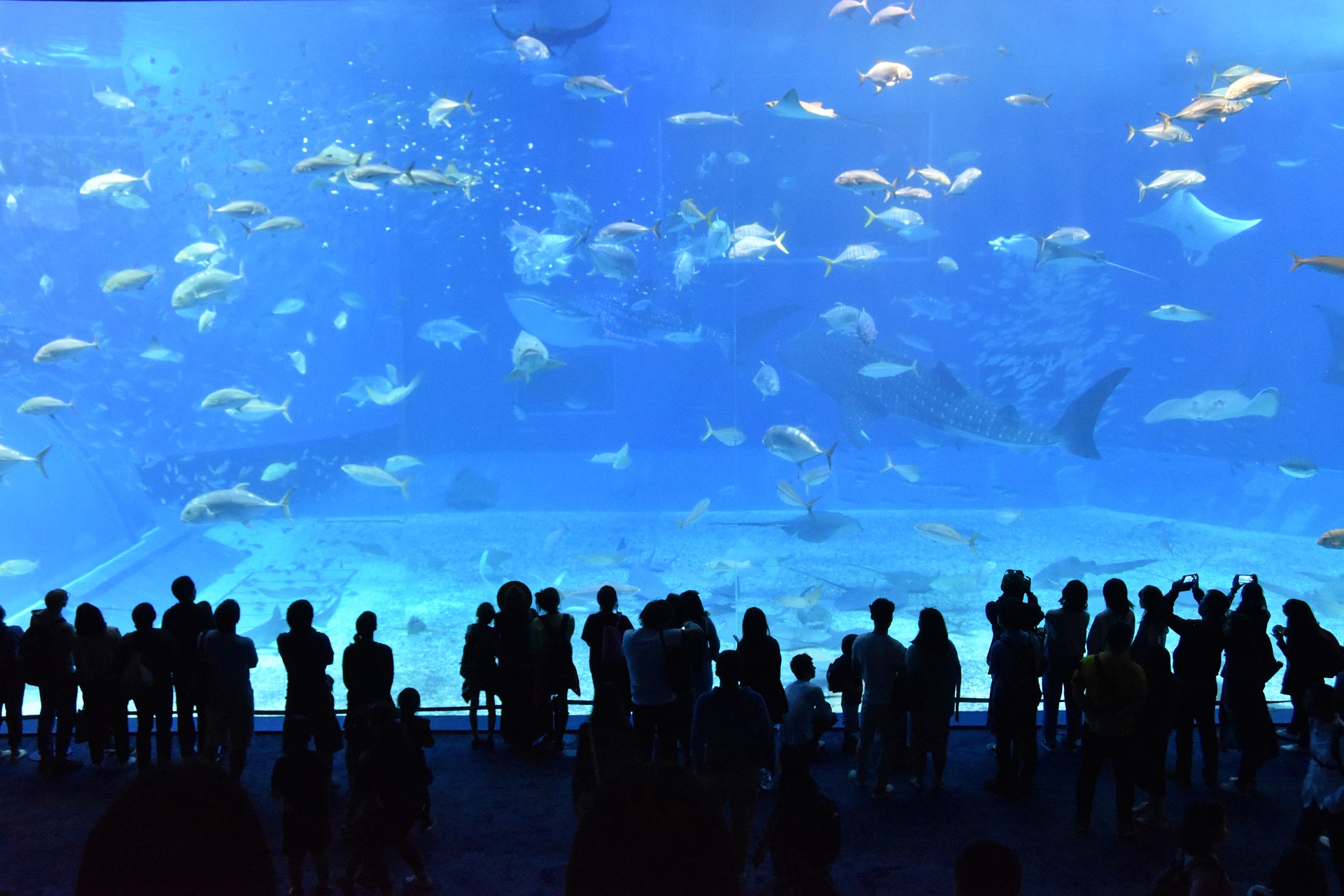 aquarium