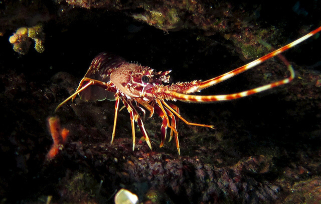 plongée à argelès plongée argelès sur mer