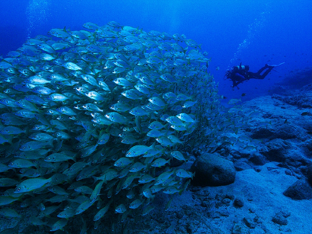 Activités nautiques Le Barcarès 