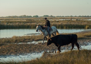 Top 5 des villes du Languedoc-Roussillon où partir en vacances - plare. La Camargue - Taureau et balade à cheval @Jackmack34 - Pixabay