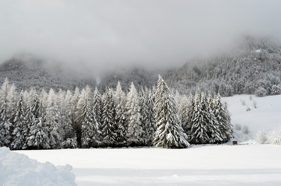 Plus facile de s'y retrouver au beau milieu des arbres - Crédit photo @Buvrix27 - Pixabay