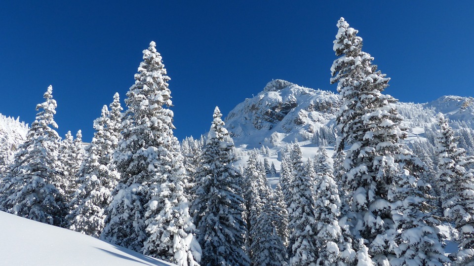 Ski de randonnée - Forêt - Crédit photo @ Flyupmike - Pixabay