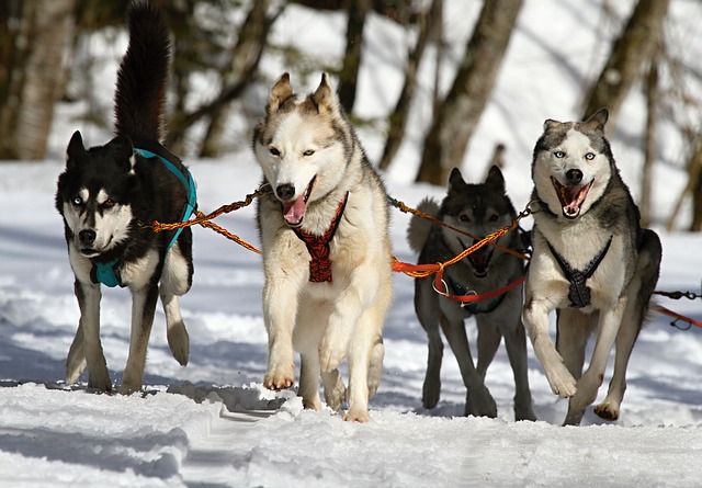 Les huskies, chiens d'attelage les plus répandus. Crédit photo @violetta (Pixabay)