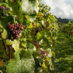 13 - Vignoble - Pexels - Pixabay