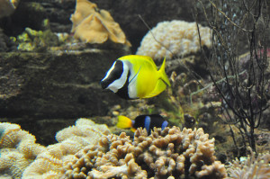 5 - Aquarium - Marufish - Flickr