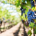 5 - Vignoble - jill111 - Pixabay