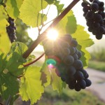 Vignoble - @Unsplash - Pixabay
