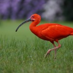Parc Ornithologique - Saintes-Maries-de-la-Mer - @cobo123 - Pixabay